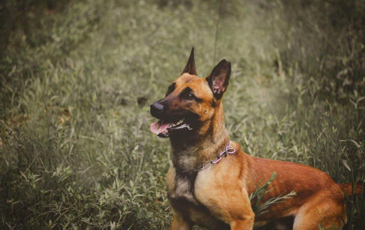 K-9 agent shot and killed in northeast shooting was with Border 