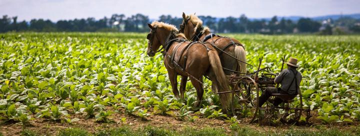 Amish Farm Under Threat From Feds For Refusing To Abandon Tradit