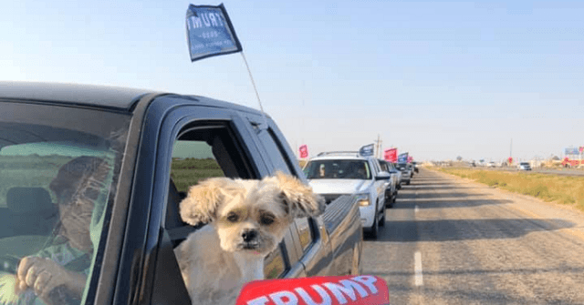 WATCH: Thousands Rally in Pickups for Trump in Texas Panhandle