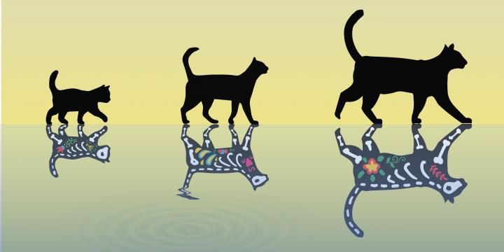 Heaviest Schrödinger cat achieved by putting a small crystal int