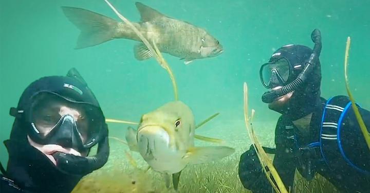 Diver Encounters Bass and They Become 'Friends' As He Returns Ea
