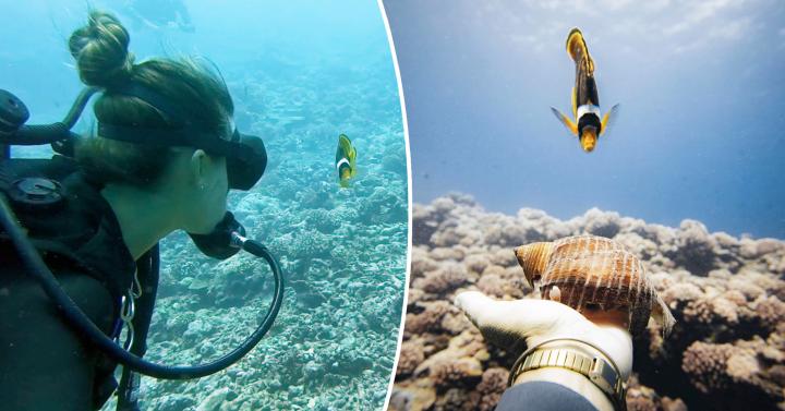Diver Forms Amazing 2-Year Friendship With Tiny Racoon Butterfly