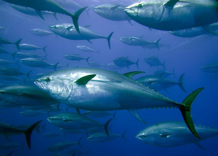 World’s Largest No-Catch Zone Is Proving Successful As Tuna Popu