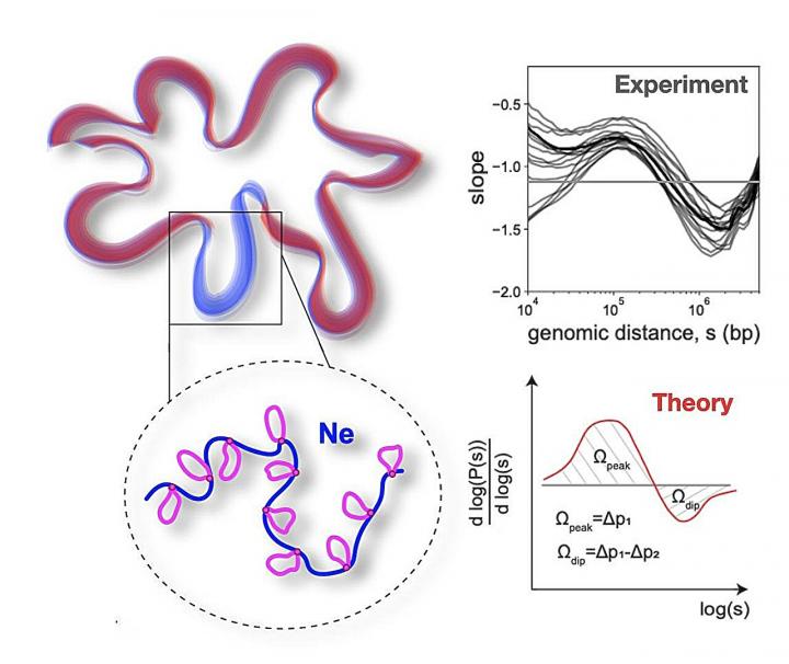 Physicists model chromosome folding, reveal how loops affect spa