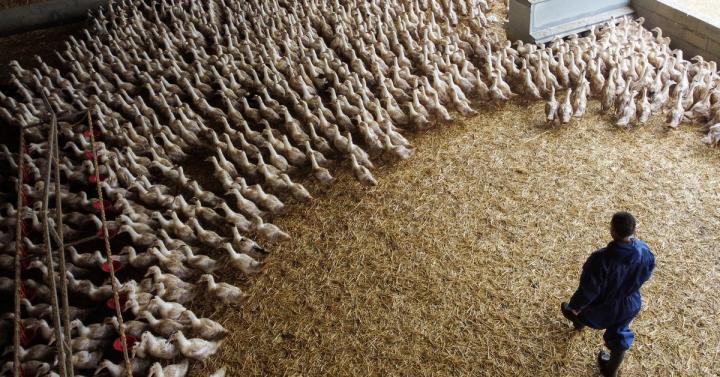 Vaccine makers prep bird flu shot for humans 'just in case'; ric