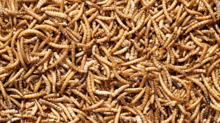 Mealworm seasoning: Scientists explore creepy-crawly flavoring t