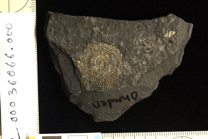 'Golden' fossils reveal origins of exceptional preservation