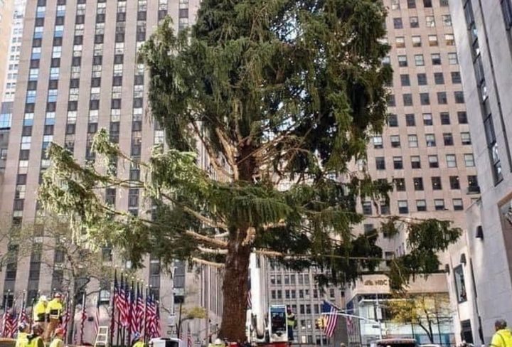 Rockefeller Christmas Tree Blocked Off BY NYPD Buses to Prevent 