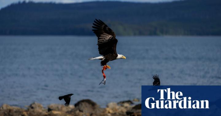 ‘Crabs everywhere’: off Canada’s Pacific coast, Indigenous Haida
